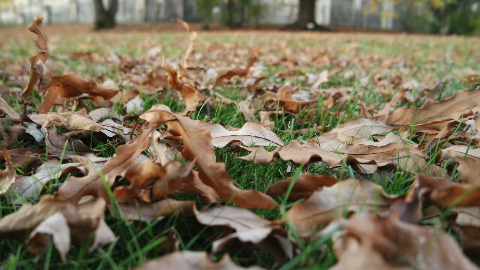 Leaves On Your Lawn Turf Masters Lawn Care