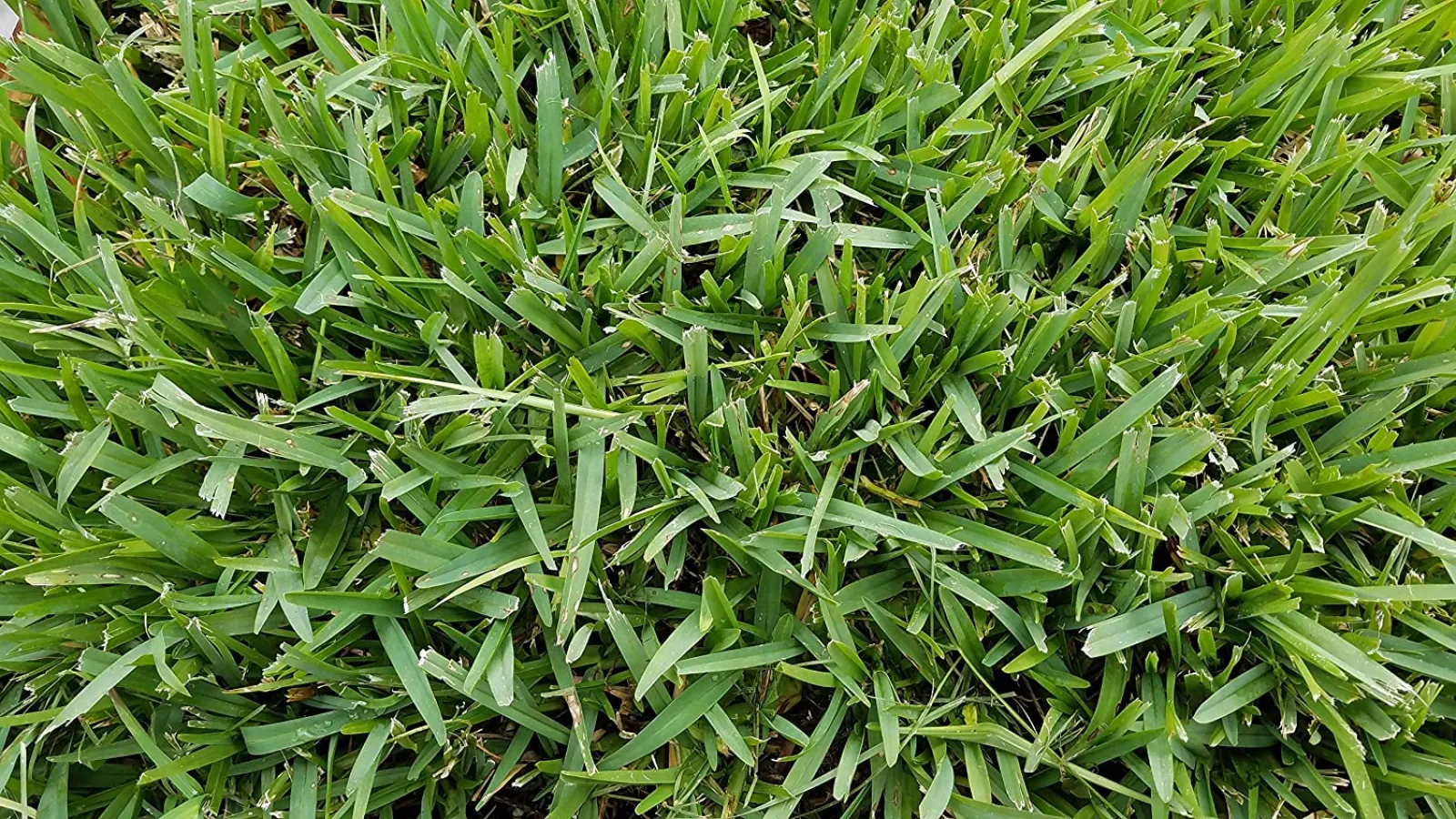 St Augustine Grass Care Turf Masters Lawn Care