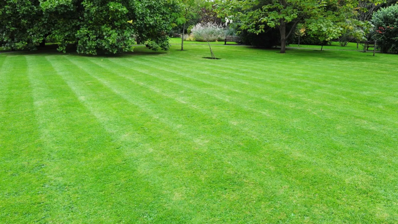 Care Tips For Your Bermuda Grass Turf Masters Lawn Care