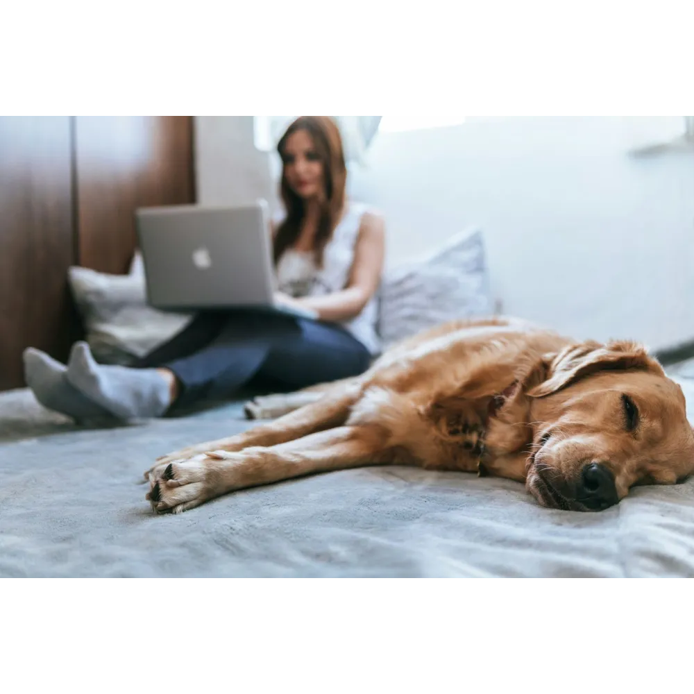 a dog laying on a bed with a person on the laptop