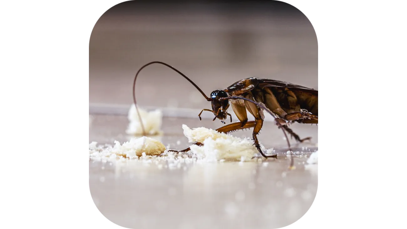 Effective Pest Control & Lawn Care Services in Columbia | Prime Pest & Lawn