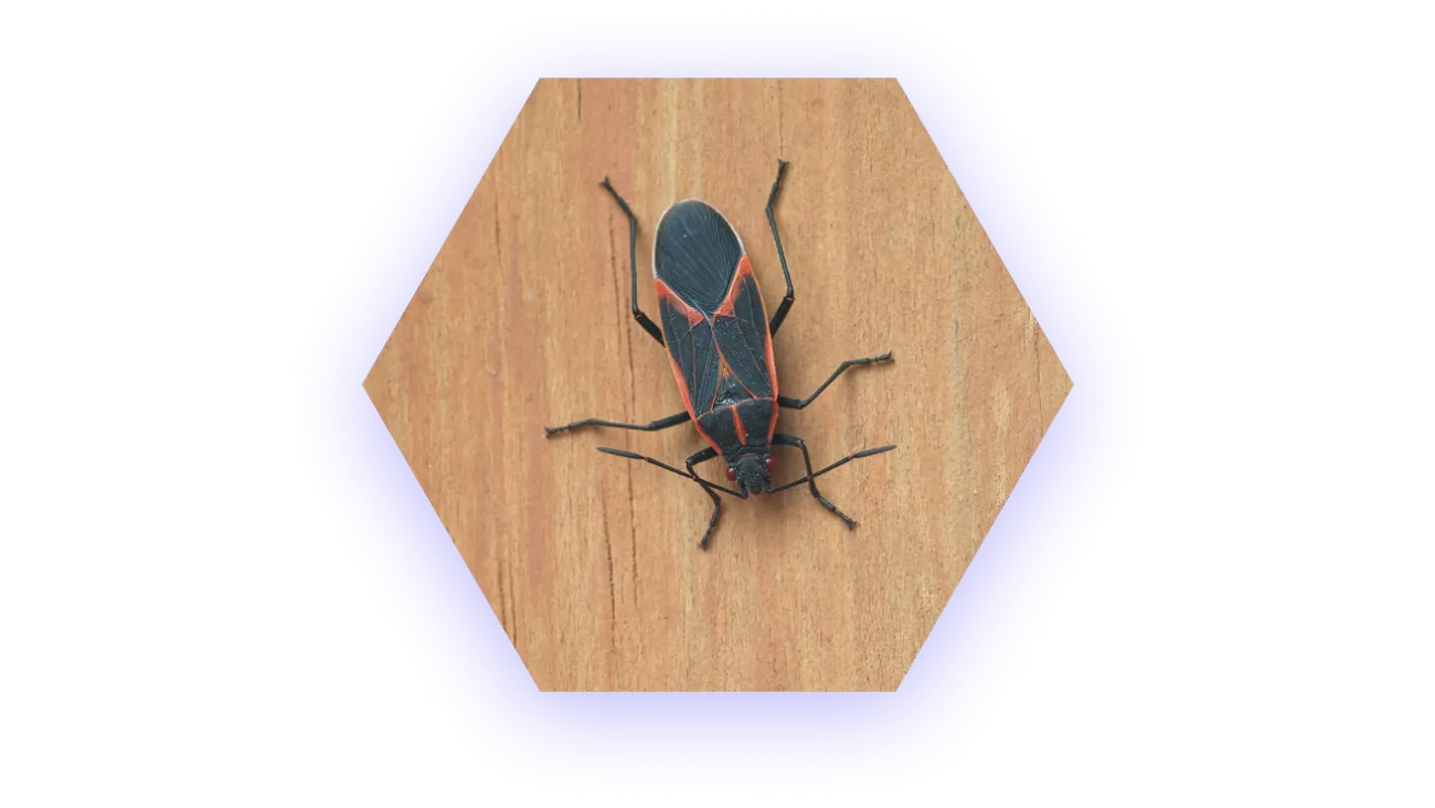 Home | Valor Pest Solutions
