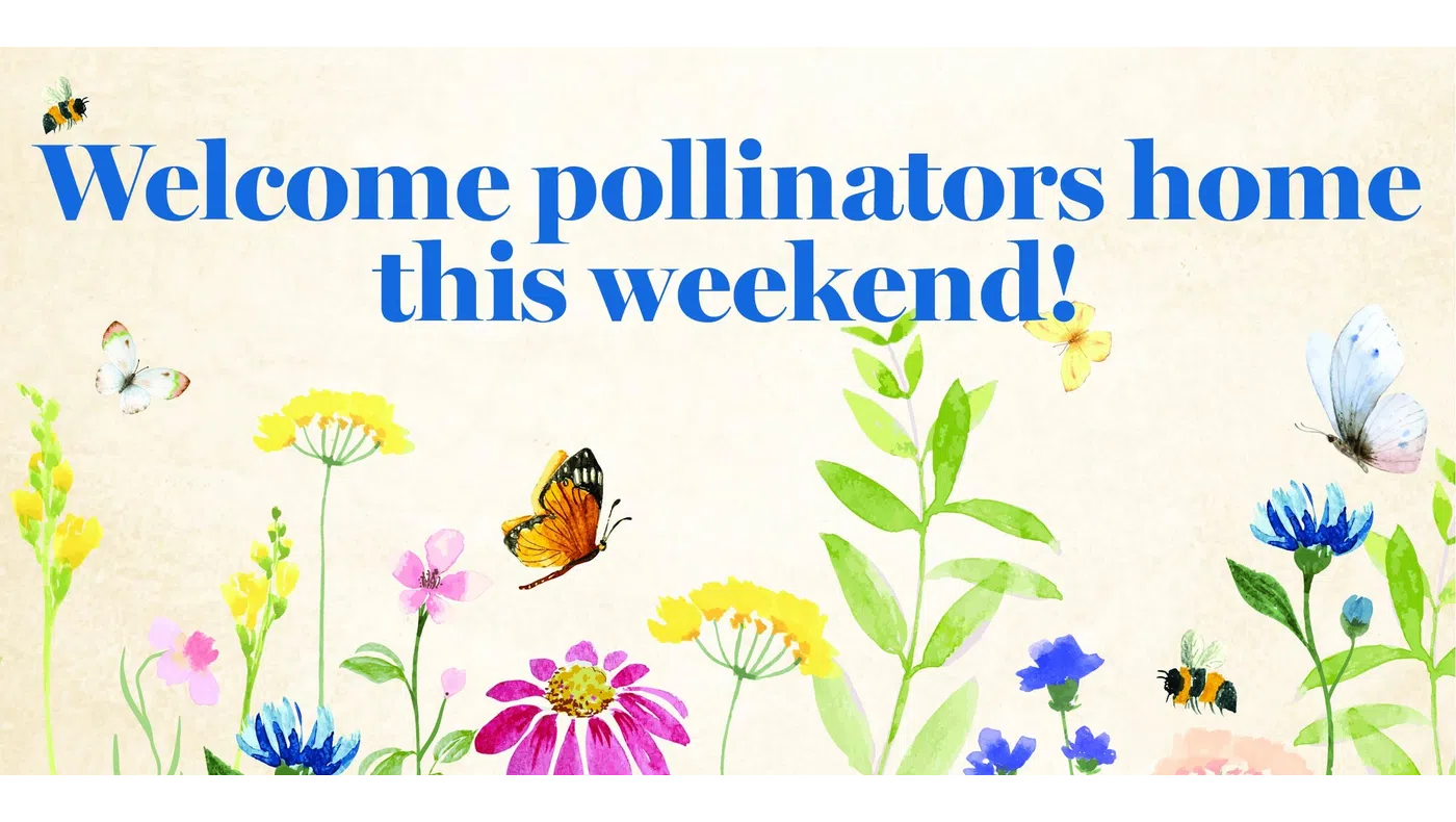 Watercolor flowers and pollinators with text welcoming pollinators home this weekend against a soft background.