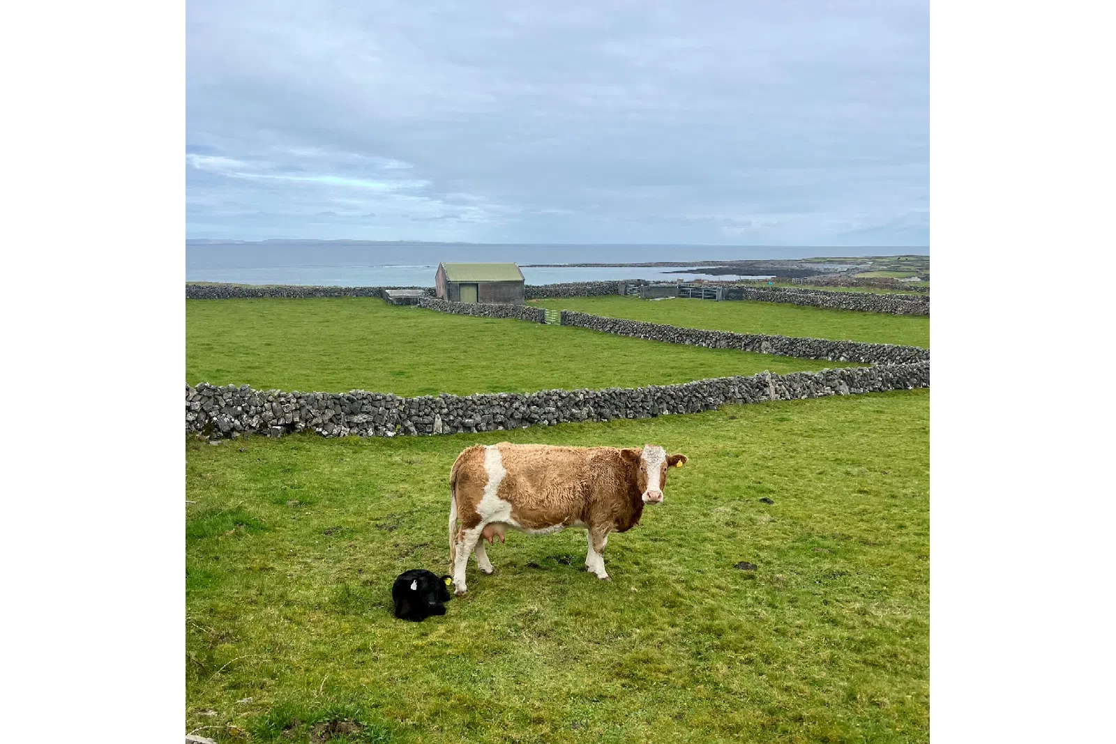 a cow and a dog in a field