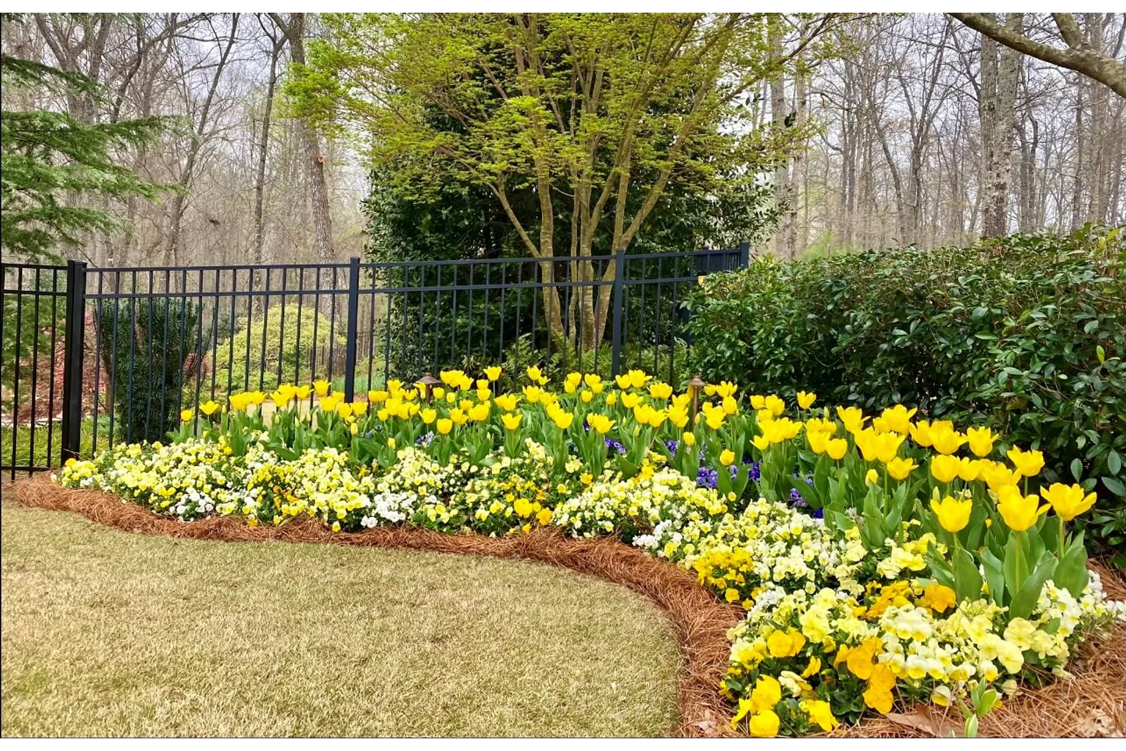a garden with yellow flowers