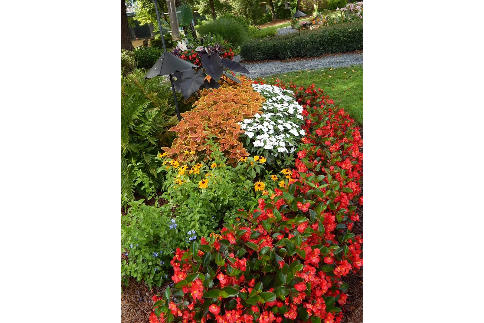 a garden with flowers