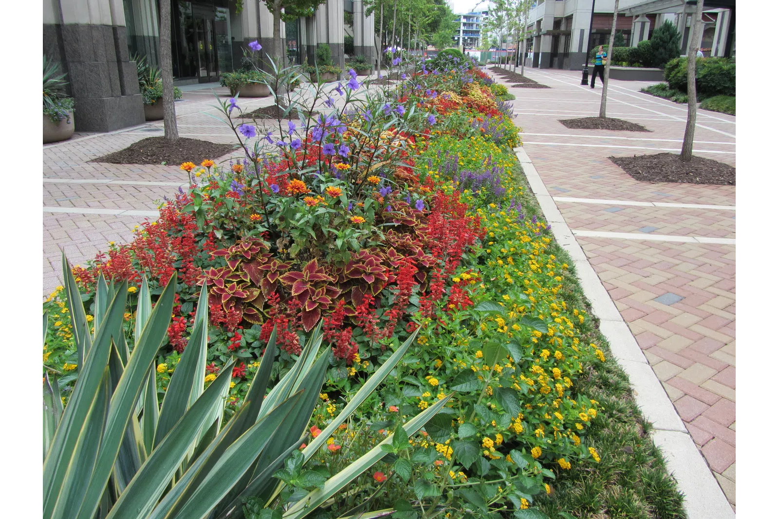 a flower bed in a garden