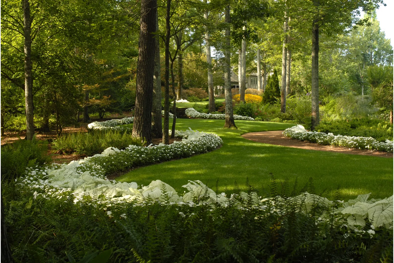 a garden with trees and bushes