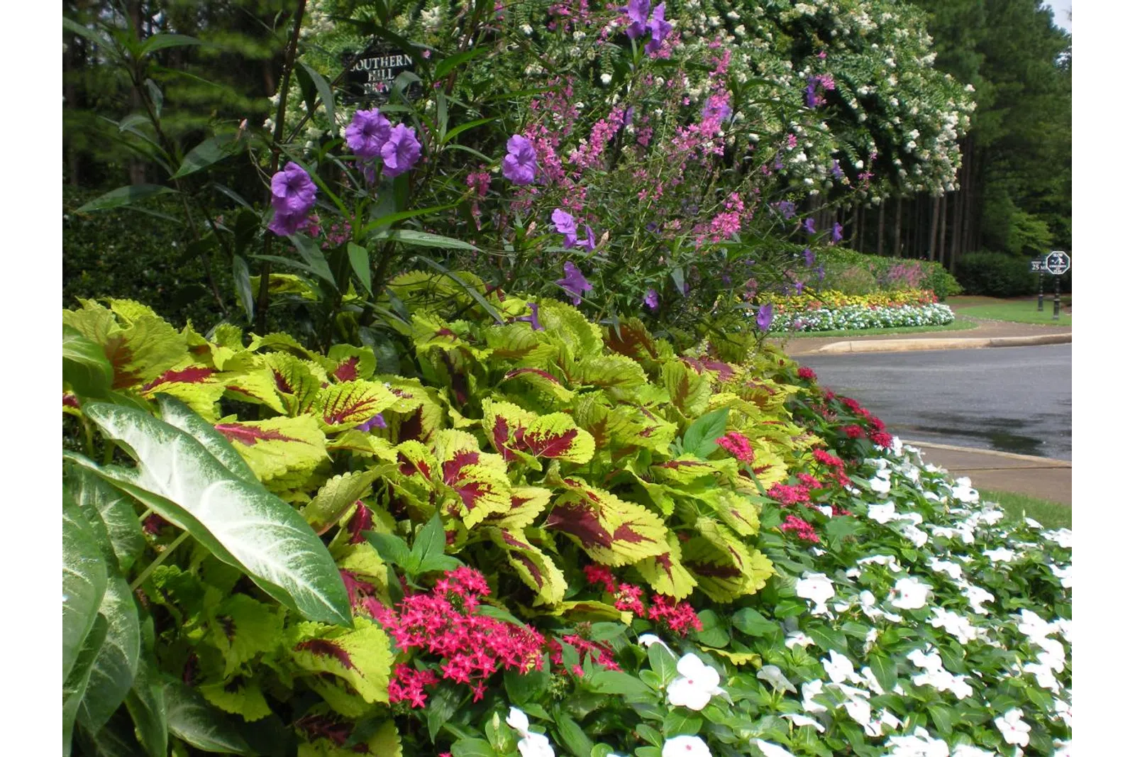 a large purple flower is in a garden