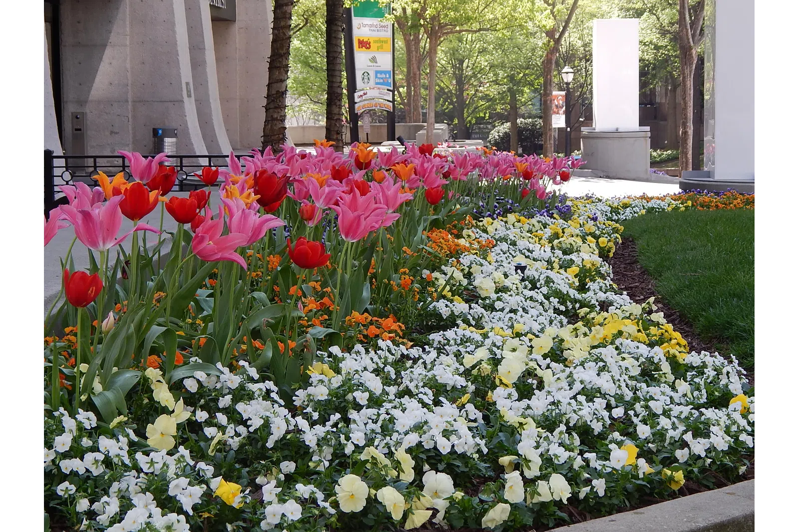 a garden of flowers