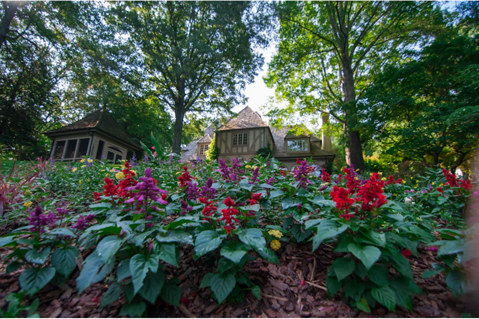 a garden with flowers and trees