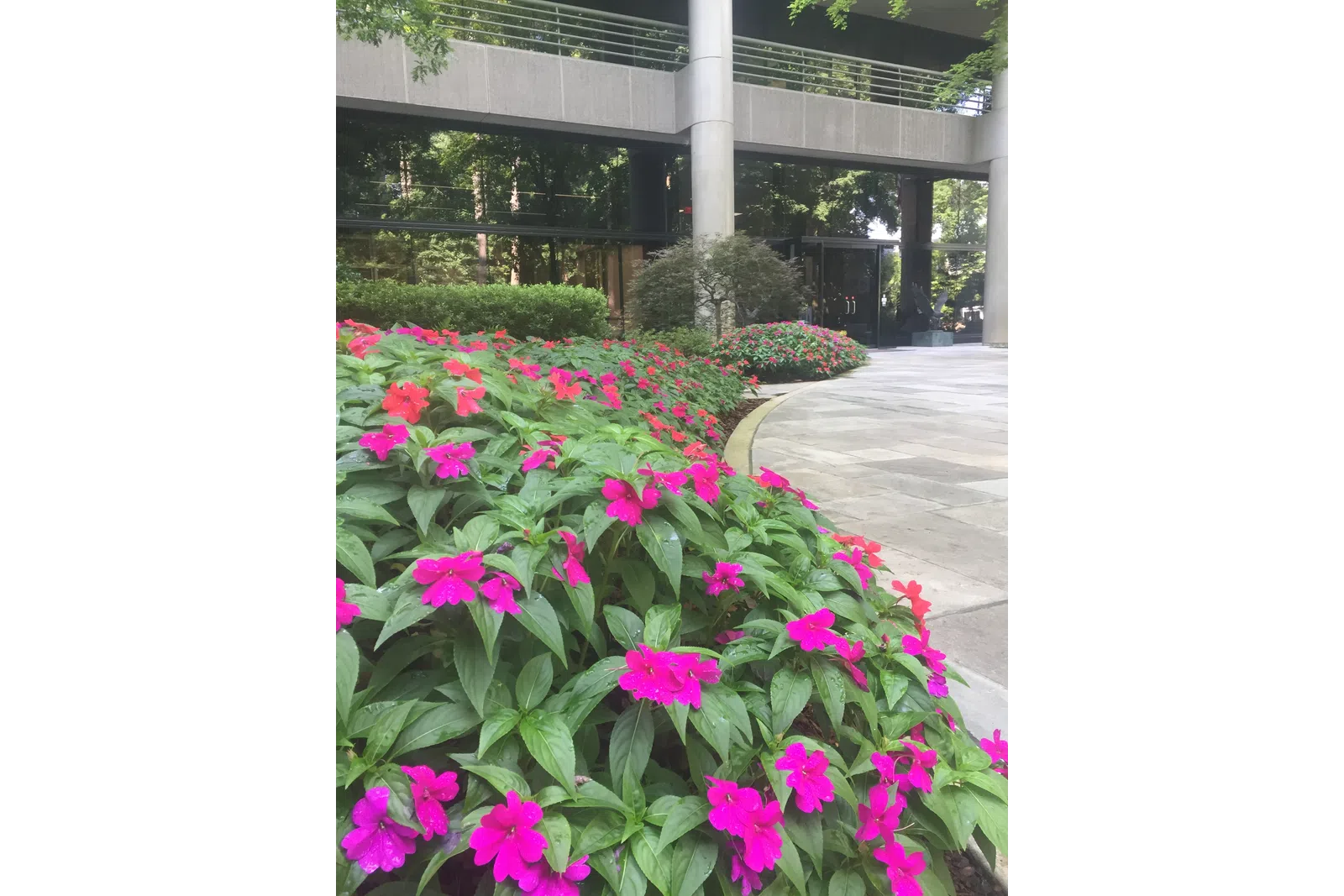 a garden with flowers
