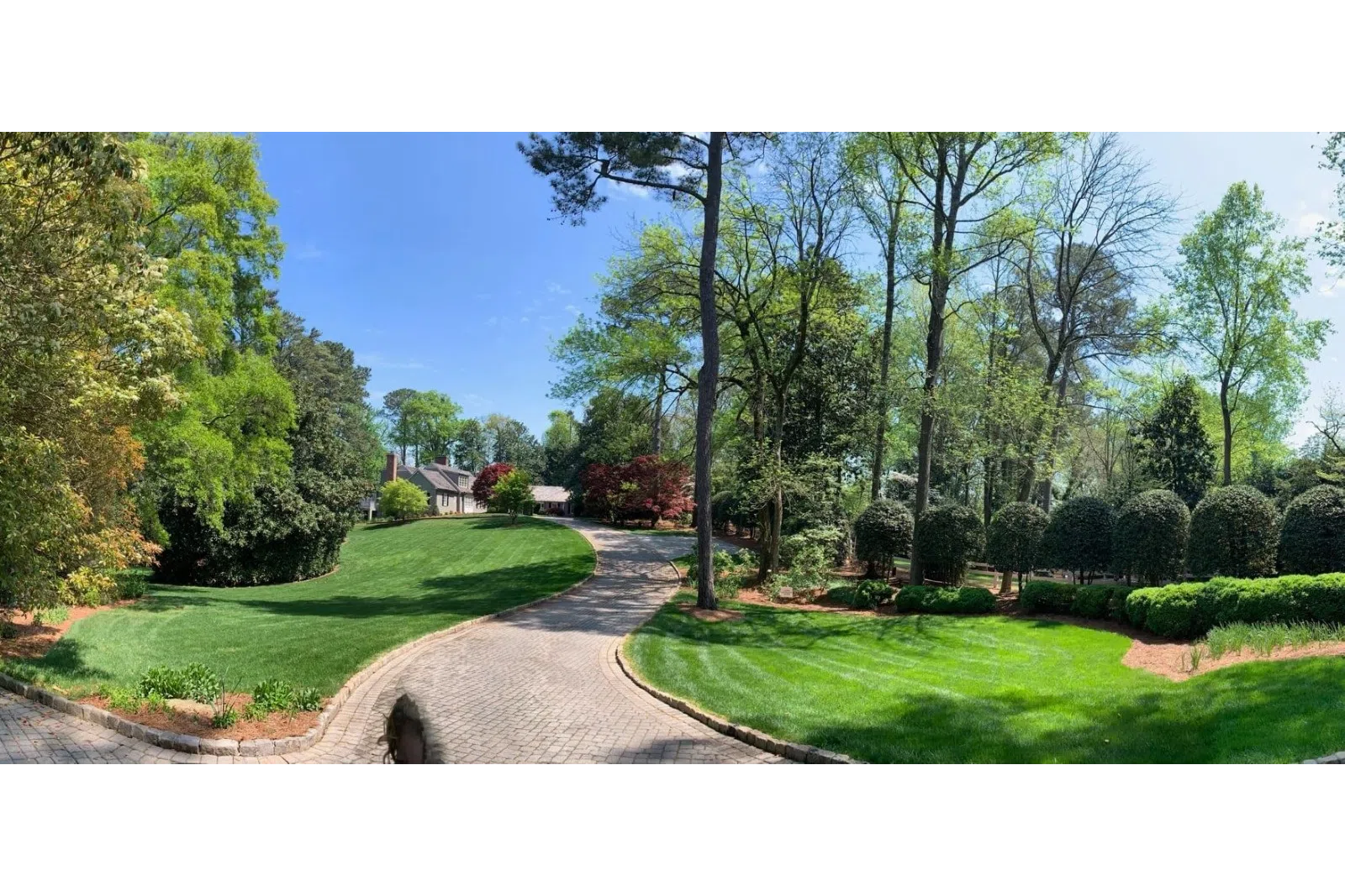 a large green trees