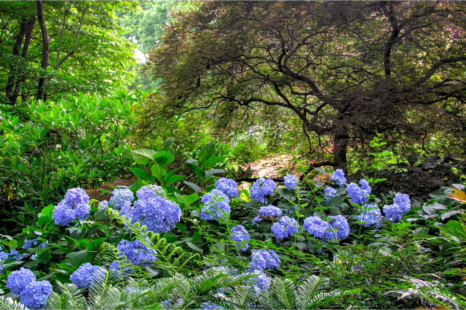 a group of flowers in a forest
