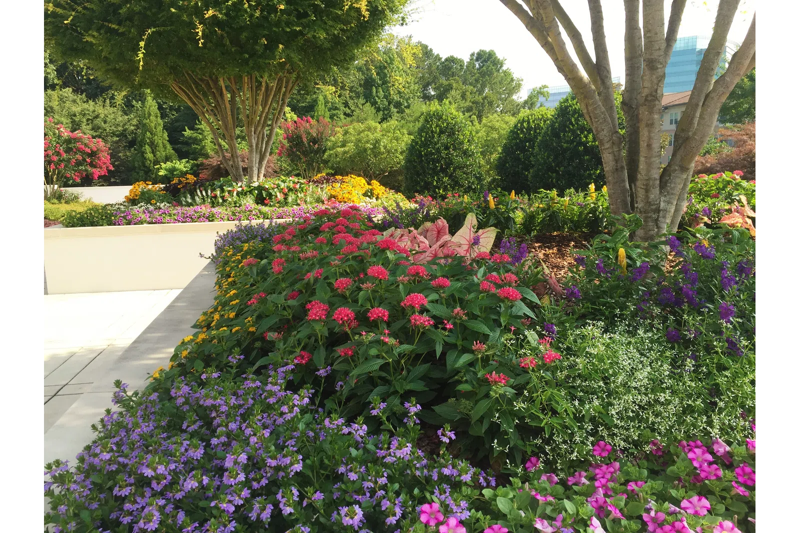 a garden with colorful flowers