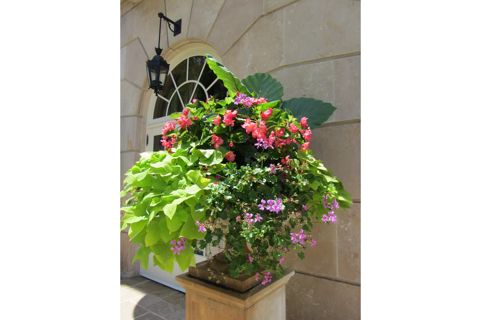 a potted plant with flowers
