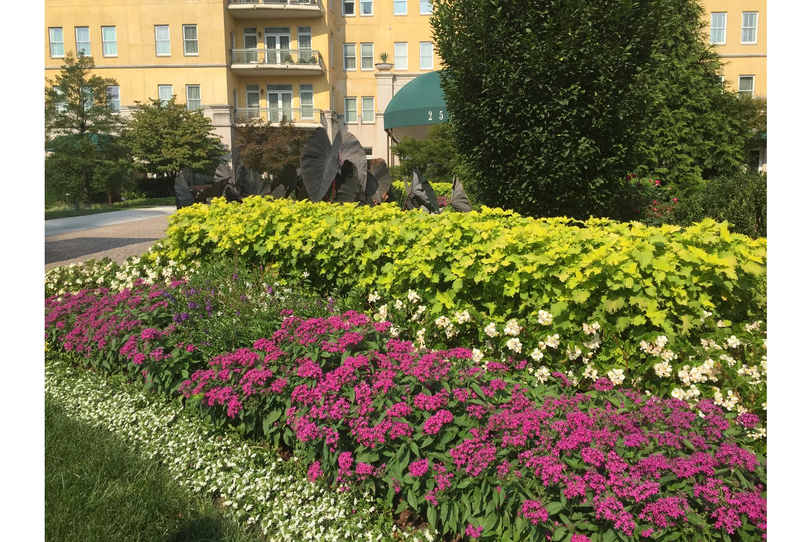 a garden with flowers and people in the background