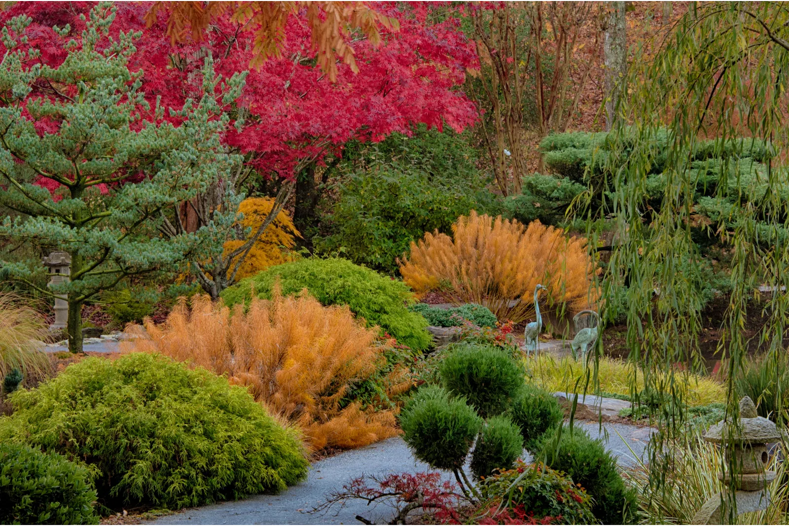 a garden with trees and bushes