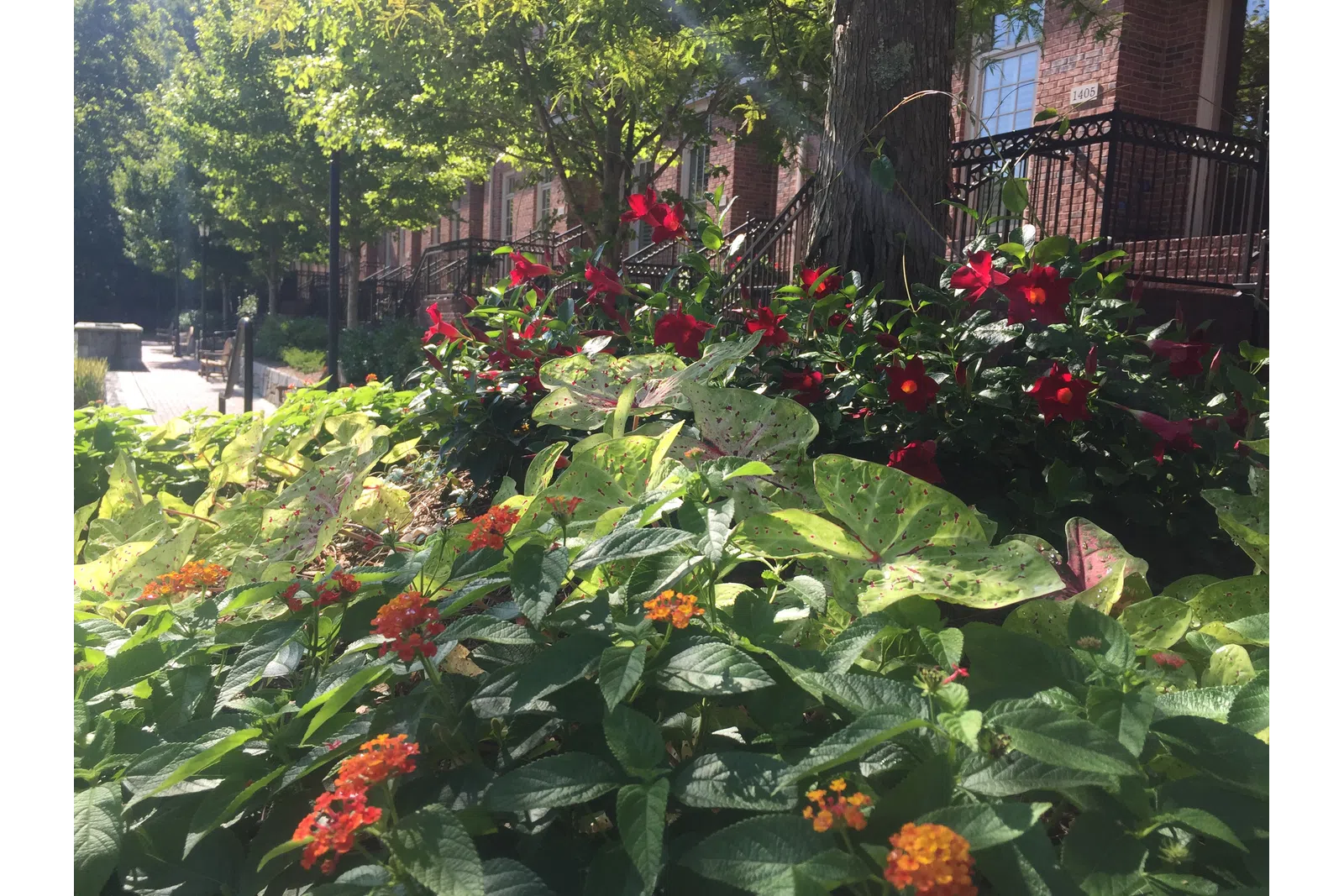 a garden with red flowers