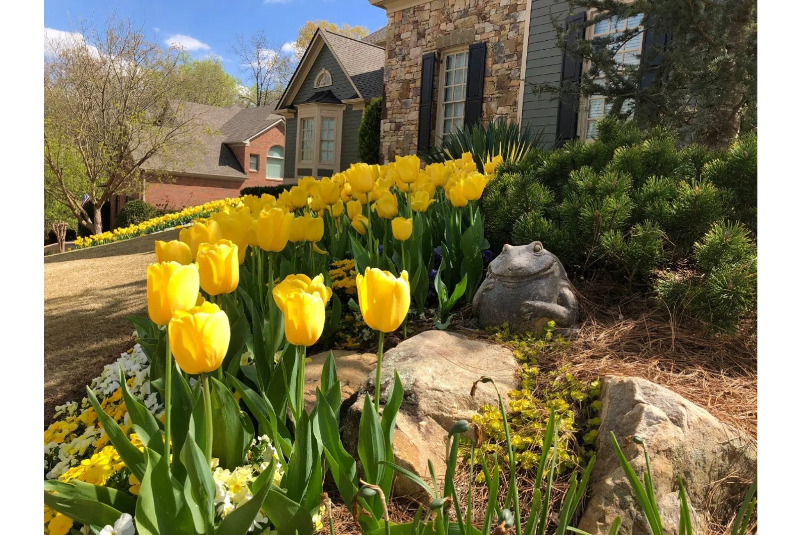 a close up of a flower garden