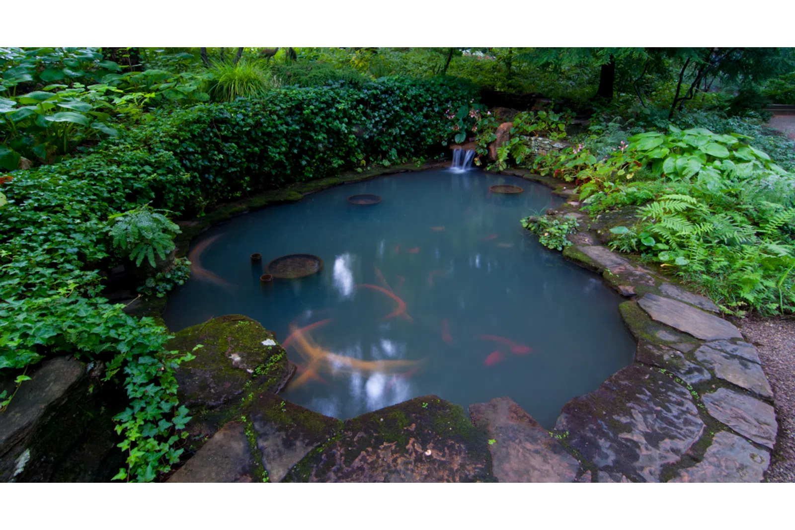 a pond with a fish in it