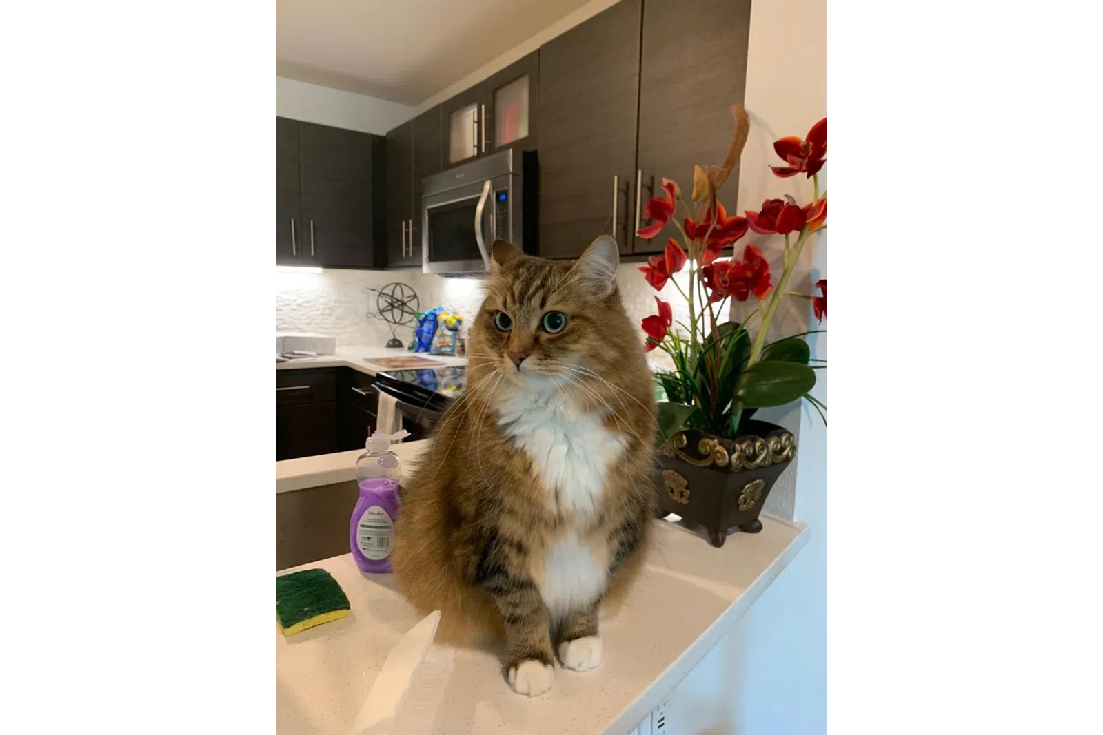a cat sitting on a counter