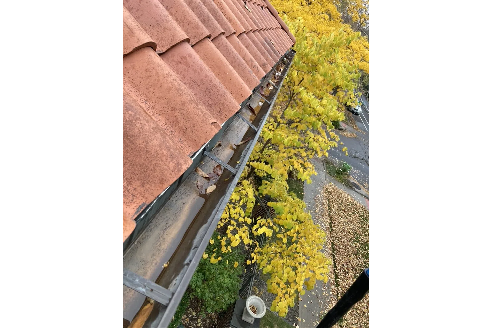 a garden with yellow flowers