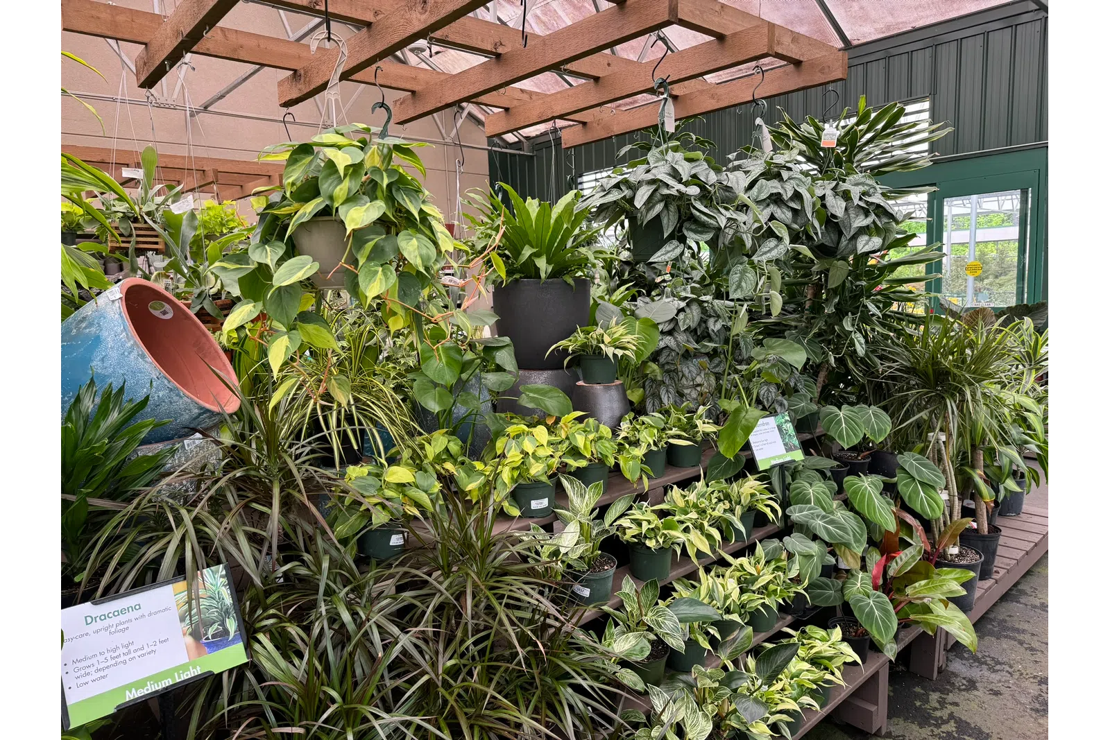 Indoor greenhouse display with various potted green houseplants under wooden beams and glass roof.