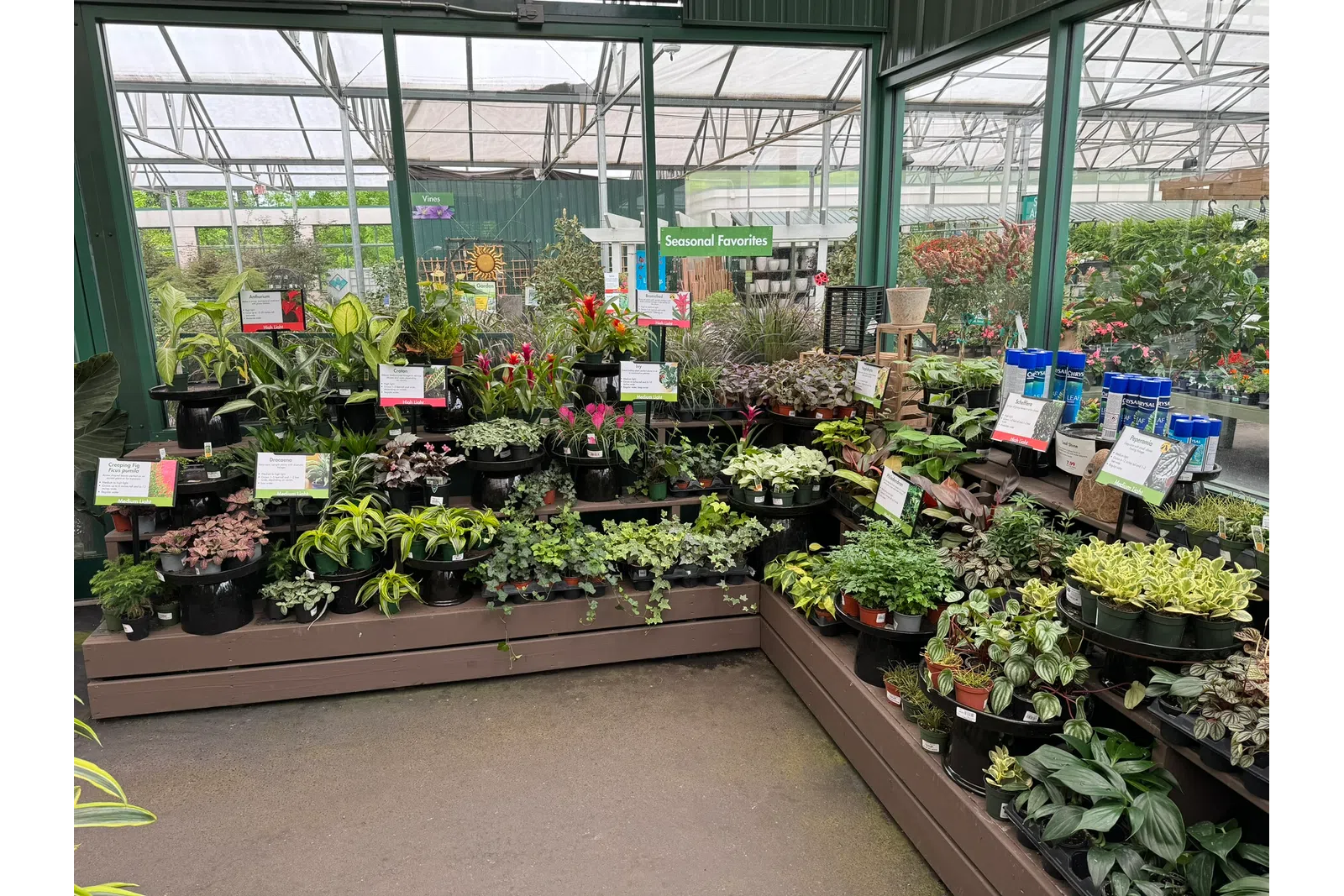 Indoor garden center display with a variety of potted plants labeled as seasonal favorites under natural greenhouse light.