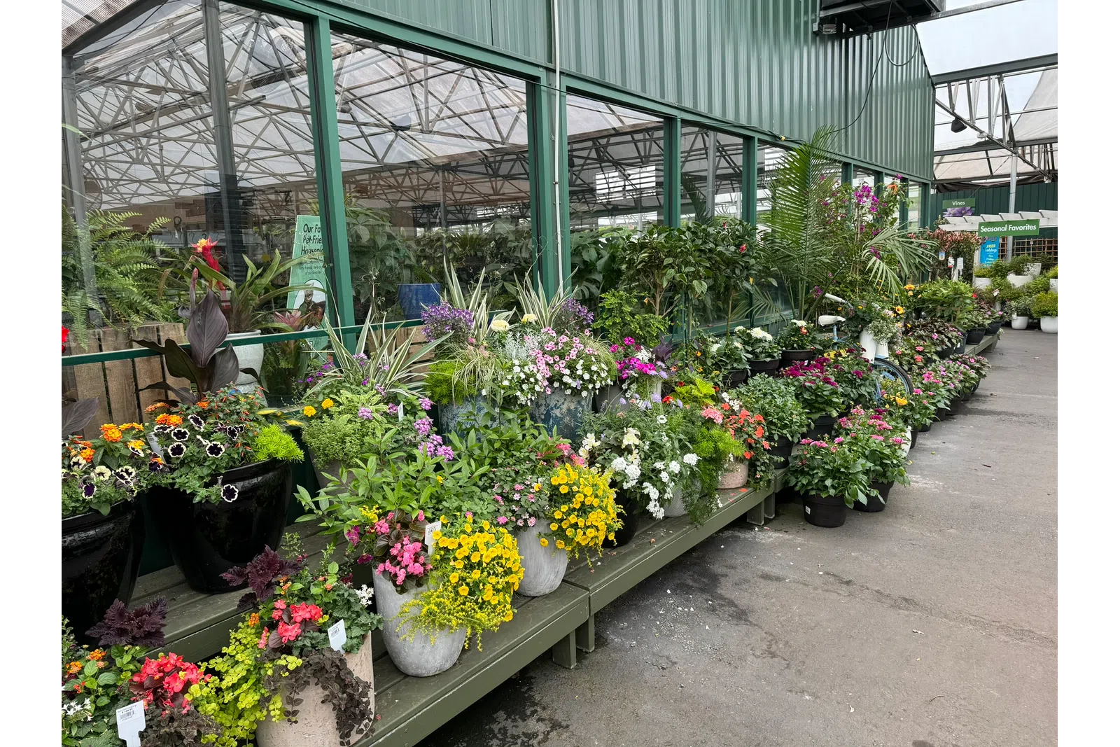 Colorful potted flowers and plants displayed on shelves inside a greenhouse garden center aisle.