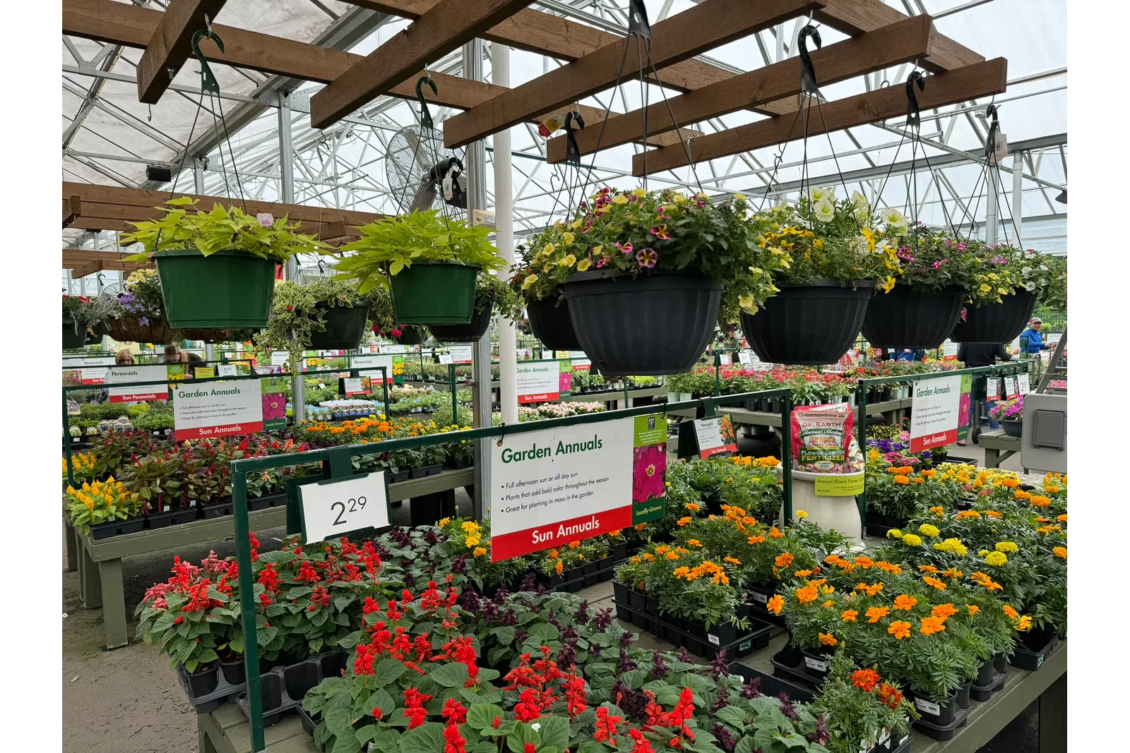 Colorful garden annuals and hanging flowerpots displayed in a greenhouse nursery with wooden beams and glass roof.