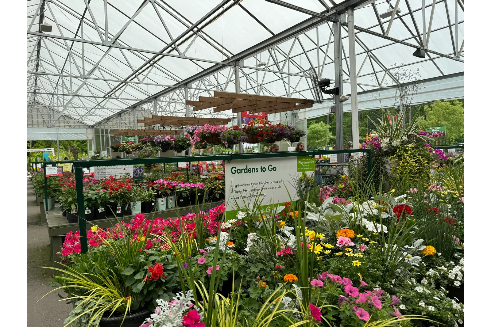 Colorful flowering plants and hanging baskets displayed inside a large greenhouse nursery