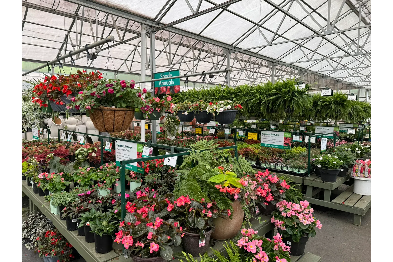 Colorful annual flowers and lush green plants displayed on tables inside a bright garden center greenhouse.