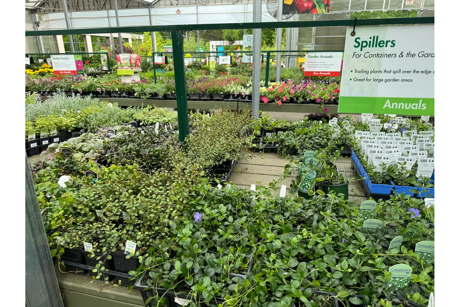 Various annual plants and spillers for containers displayed in a greenhouse garden center.