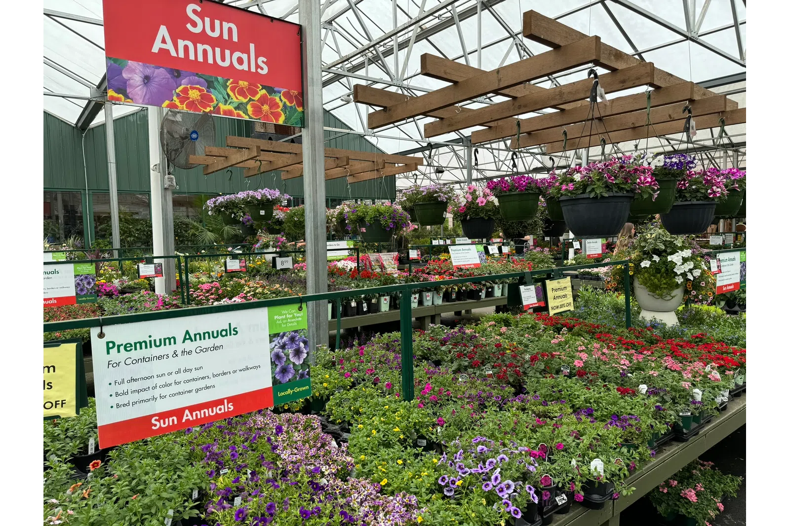 Sun Annuals section in a greenhouse with vibrant flowers and hanging baskets for garden containers and borders.