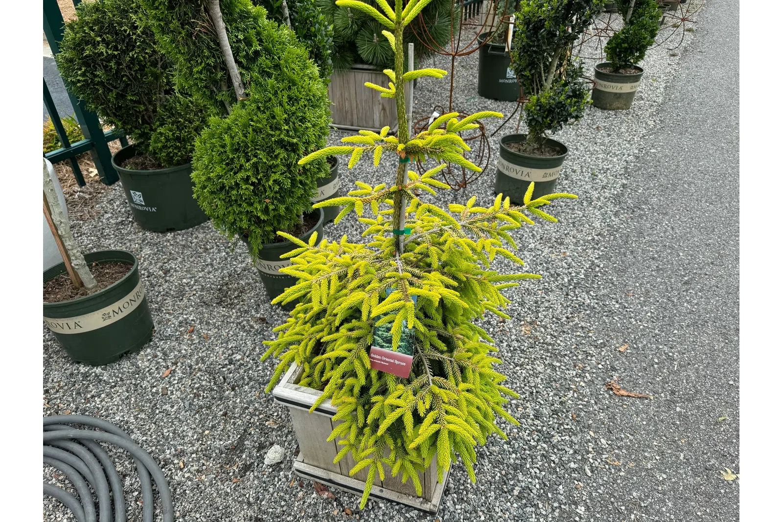 Yellow-green conifer plant in a square wooden planter on gravel with potted plants in background.