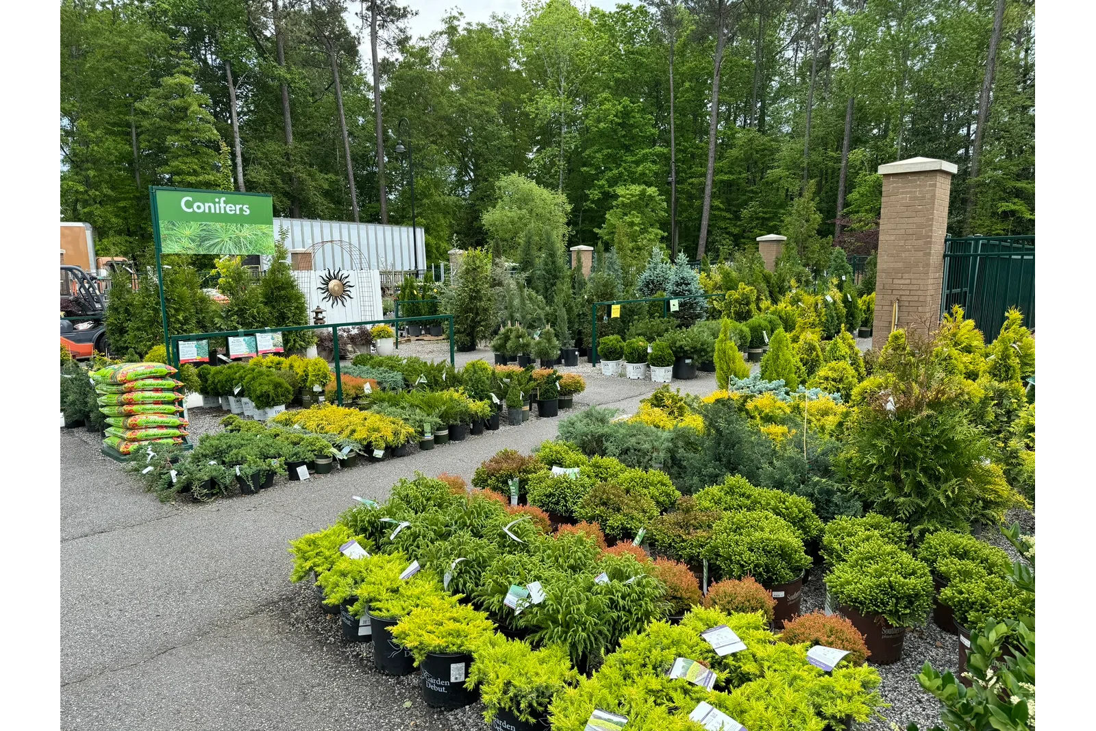 Outdoor nursery section with various potted conifer plants and trees displayed along paved pathways.