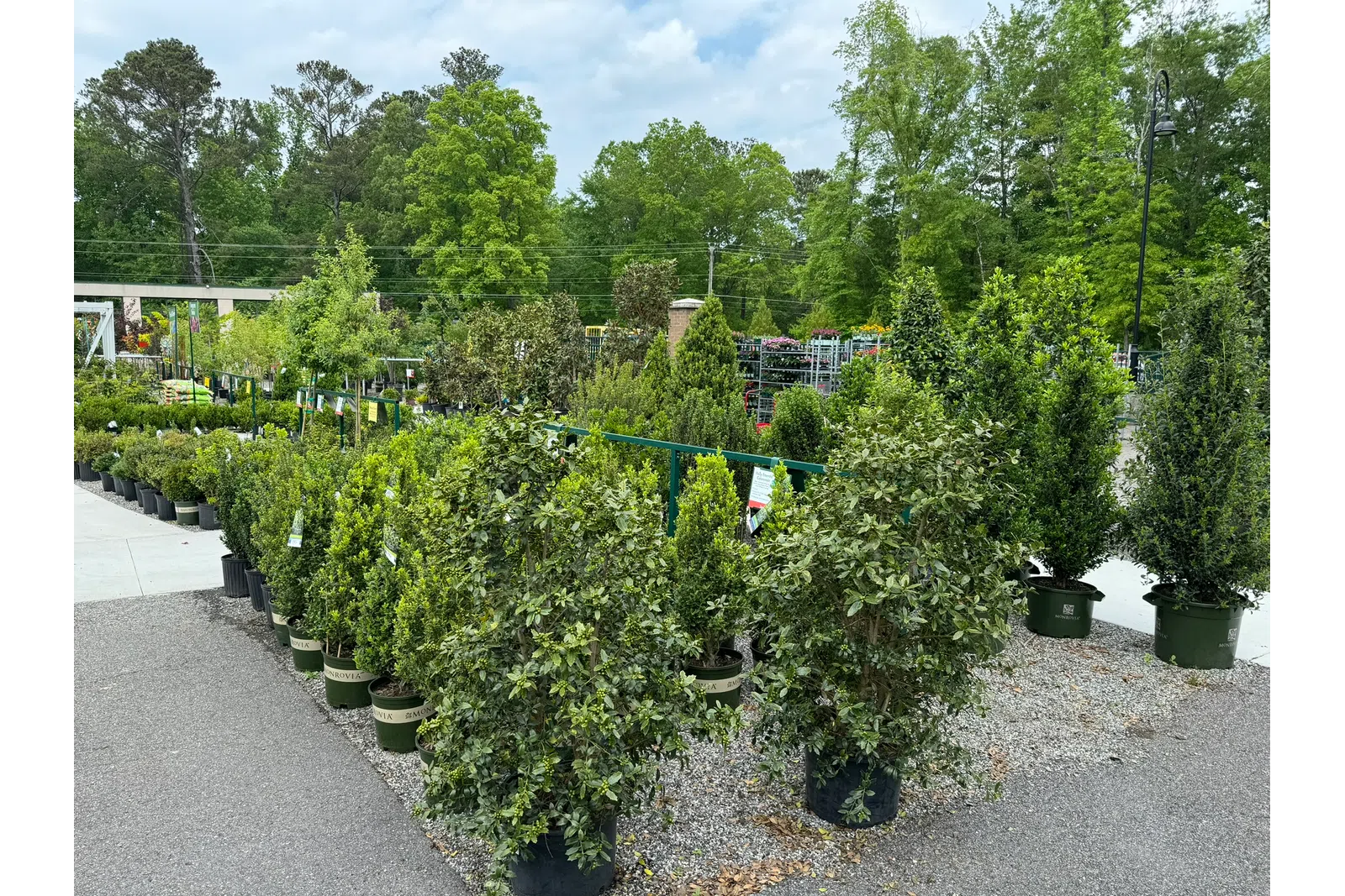 Outdoor plant nursery with rows of potted green shrubs and trees under cloudy sky.