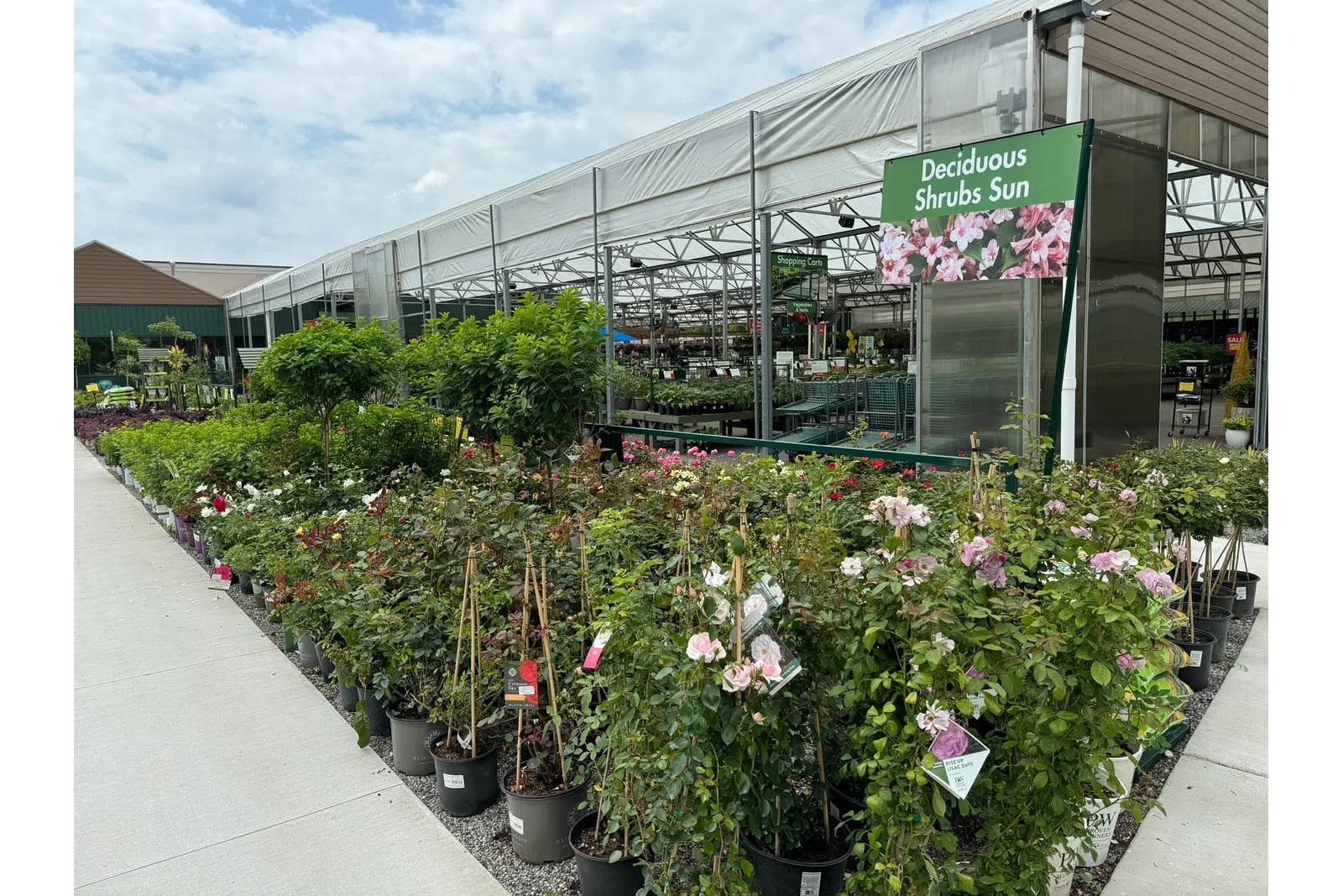 Outdoor garden center displaying potted deciduous shrubs and flowering plants under a white canopy.