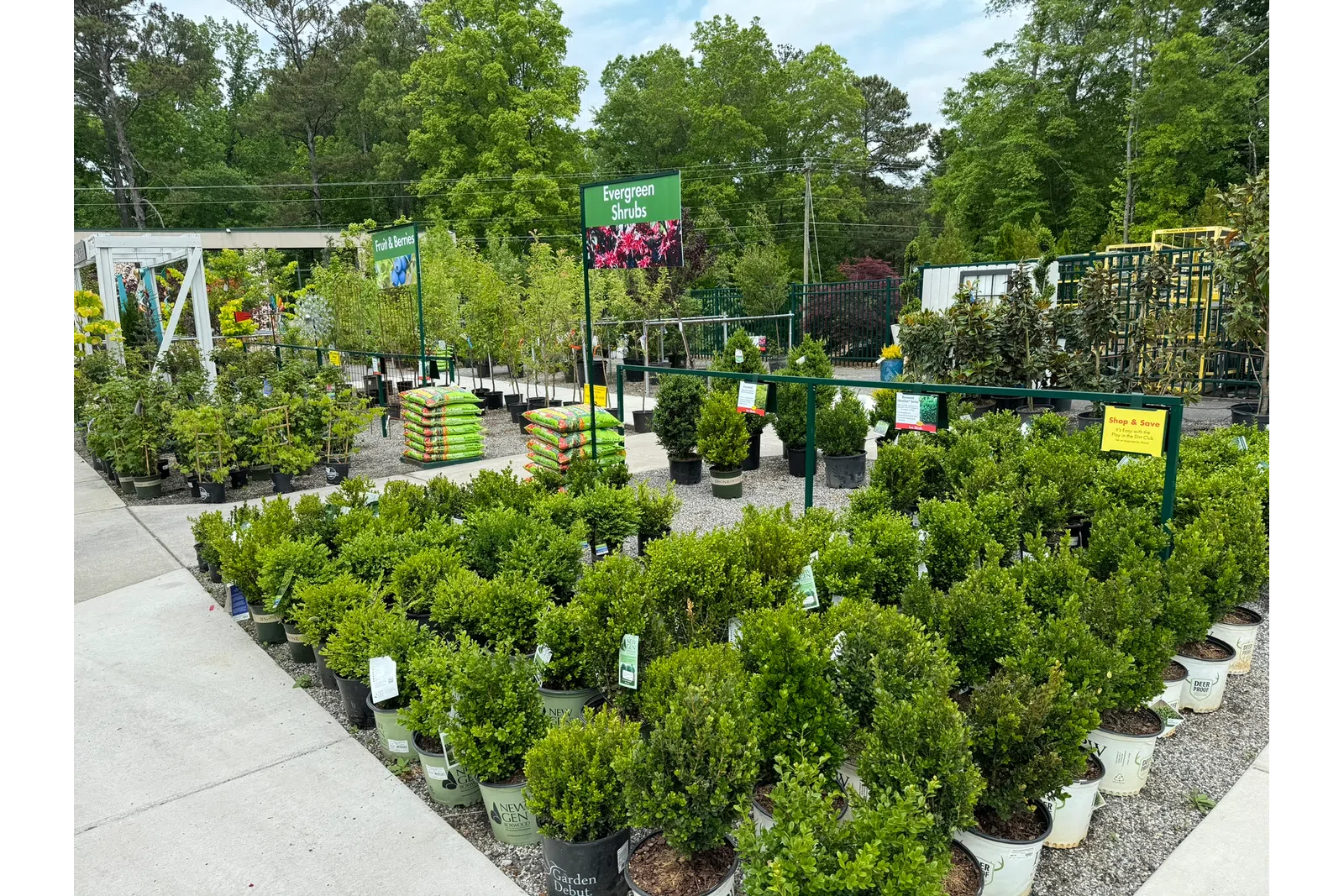 Outdoor garden center with rows of evergreen shrubs and potted plants under blue sky on a sunny day