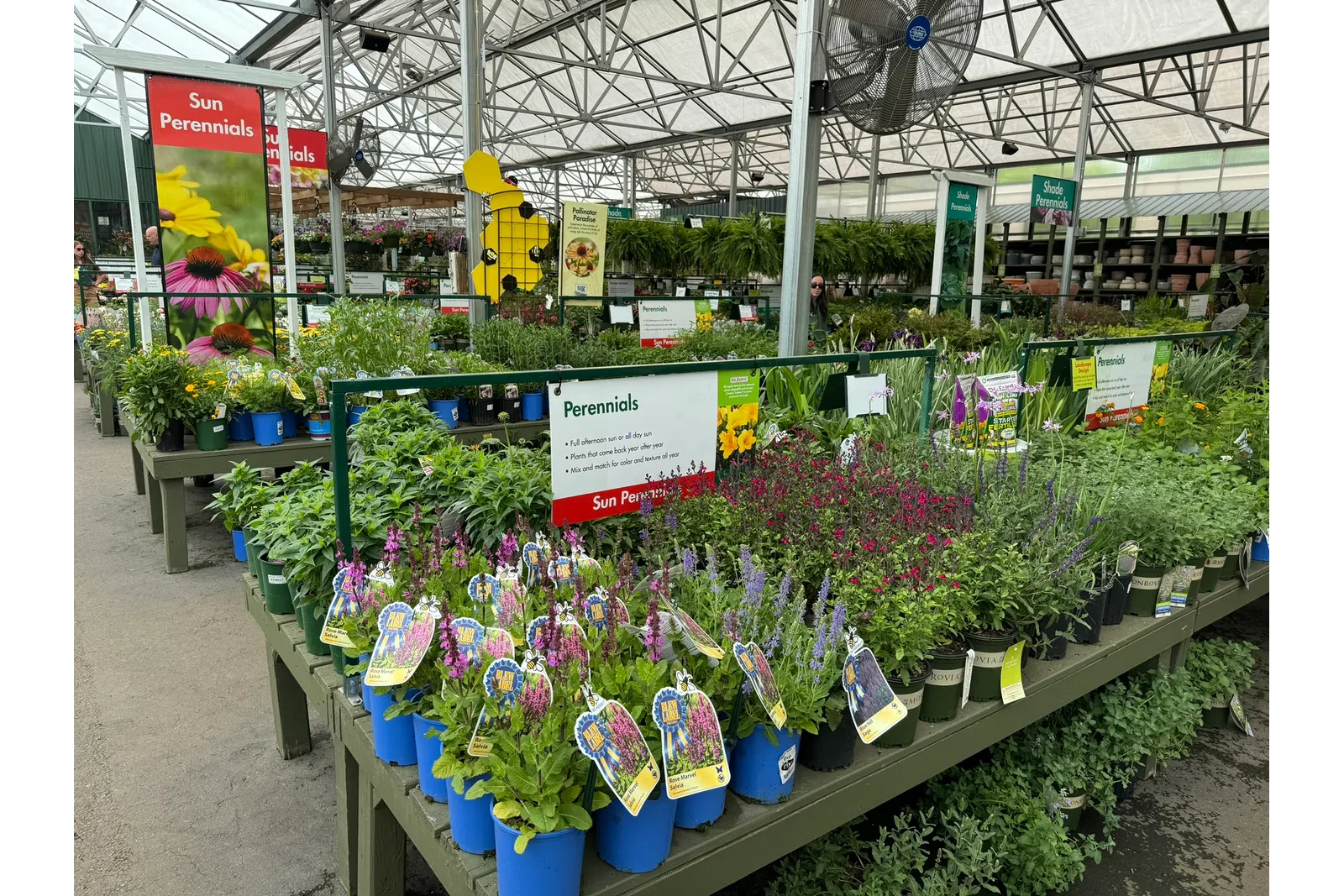 Colorful sun-loving perennial plants in blue pots displayed in a greenhouse garden center under natural light.