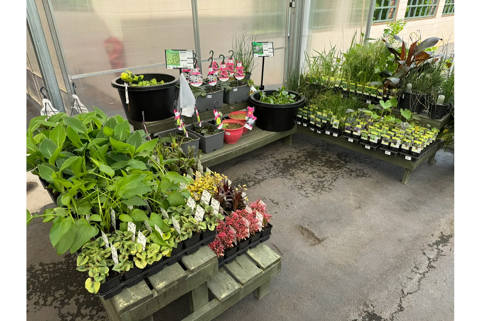 Variety of young plants and seedlings displayed on wooden benches inside a greenhouse for gardening.