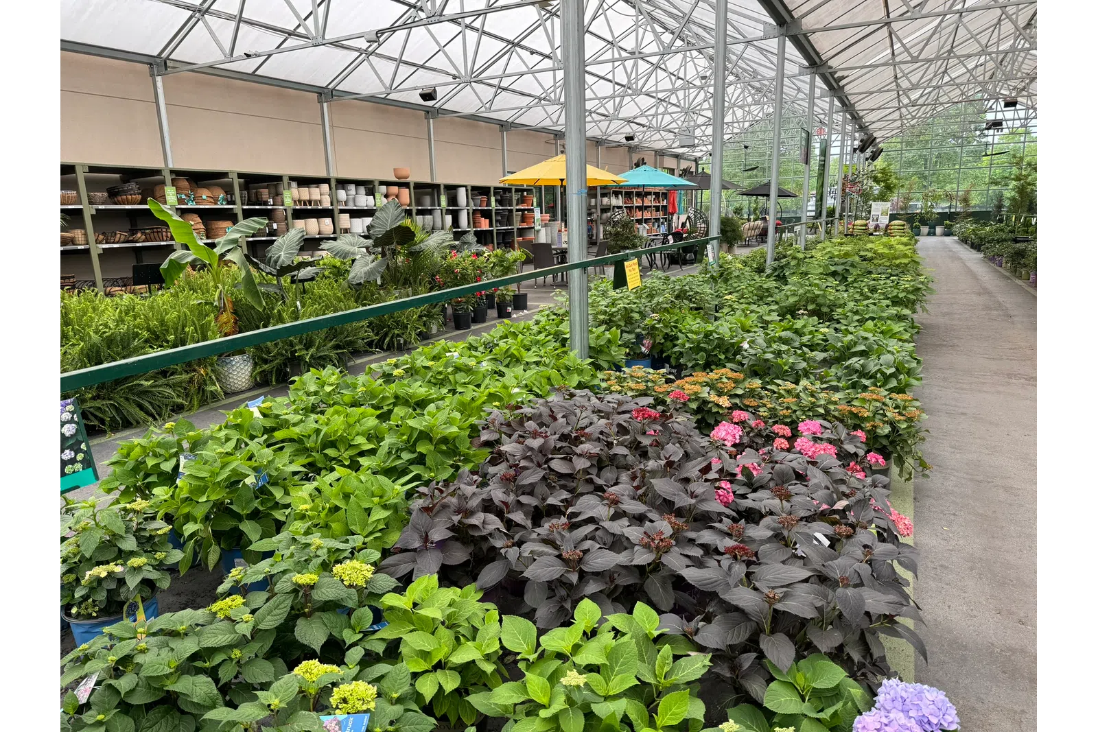 Inside a large greenhouse nursery with rows of green and flowering plants under a metal-framed glass roof