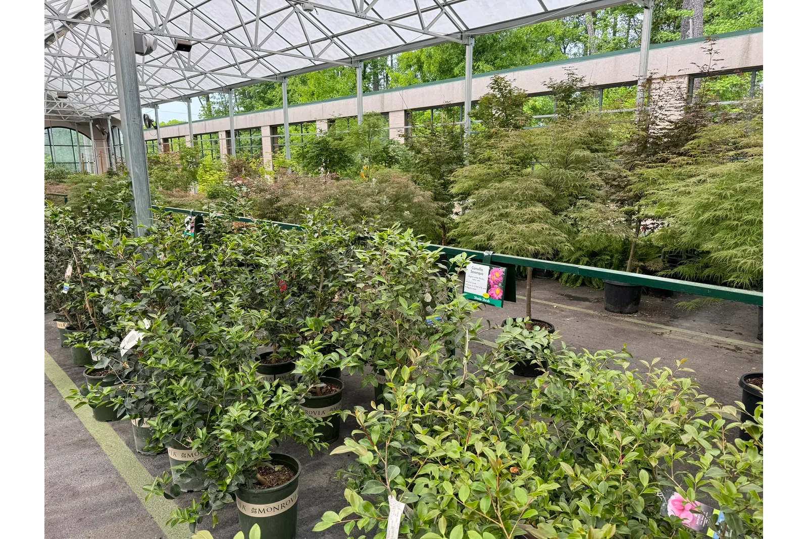 Rows of potted green plants under a glass greenhouse roof at a nursery or garden center.