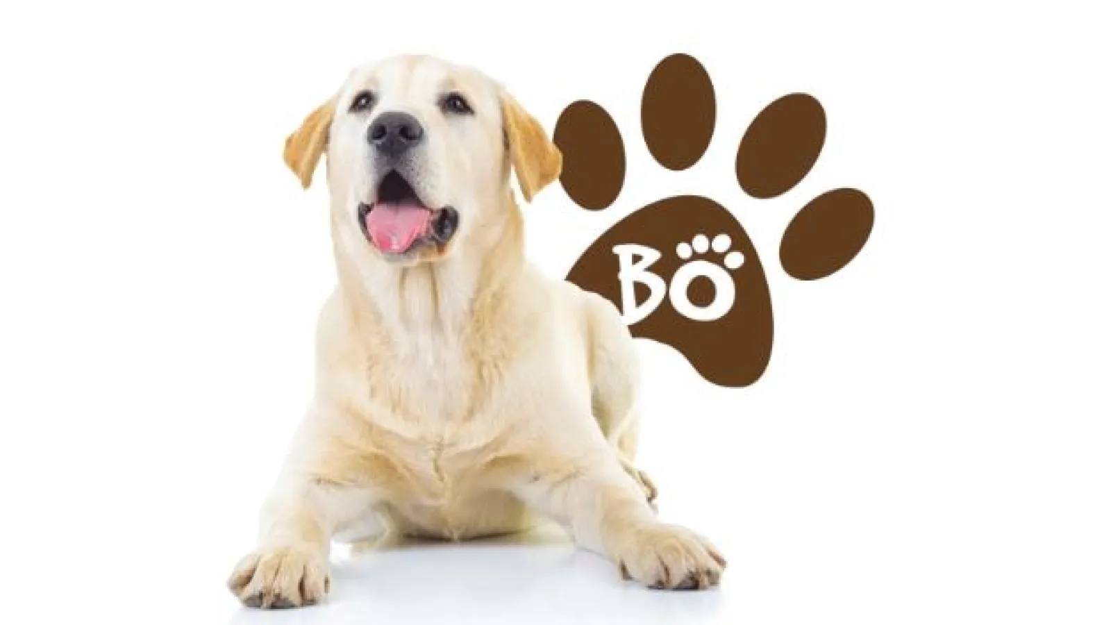 Bo Estes, Mascot of Estes Services in Atlanta Metro Area