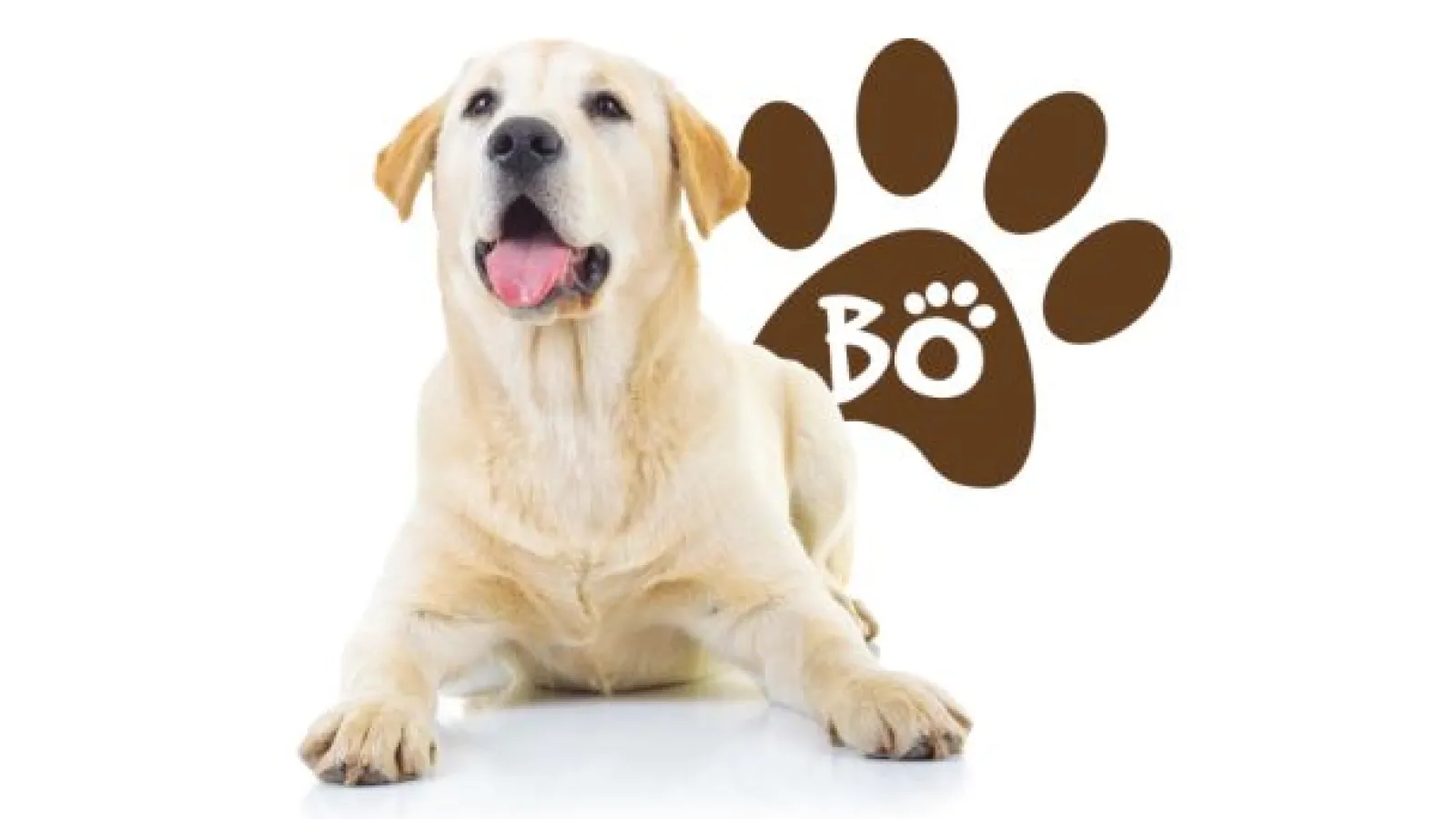 Happy yellow Labrador retriever lying down next to a brown paw print with the word Bo inside on a white background