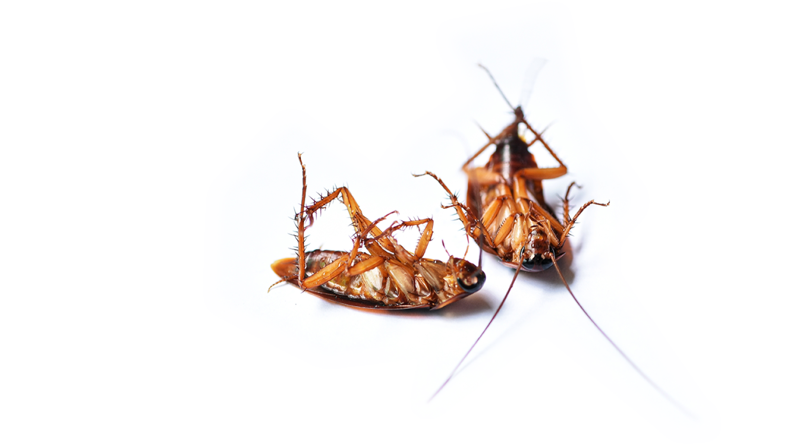 Palmetto Superior Pest, Termite & Mosquito Control Palmetto