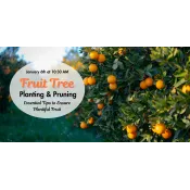 a tree with oranges