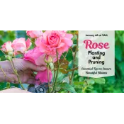 Someone pruning beautiful pink roses