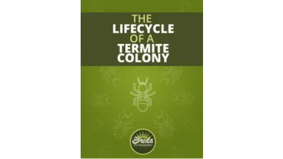 The Lifecycle of A Termite Colony